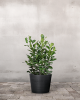 type=Greenify Udendørskrukke/color=Sort