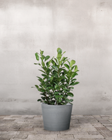 type=Greenify Udendørskrukke/color=Grå