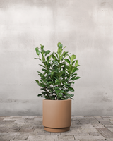 type=Simple krukke/color=Pale Terracotta