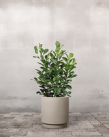 type=Simple krukke/color=Light Sand