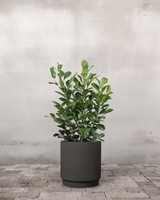 type=Simple krukke/color=Warm Black