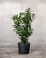 type=Greenify Udendørskrukke/color=Sort