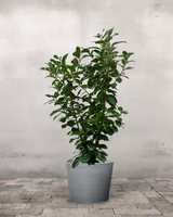 type=Greenify Udendørskrukke/color=Grå