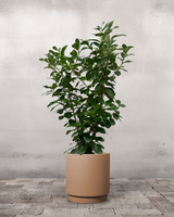 type=Simple krukke/color=Pale Terracotta