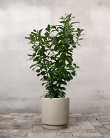 type=Simple krukke/color=Light Sand