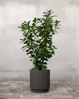 type=Simple krukke/color=Warm Black