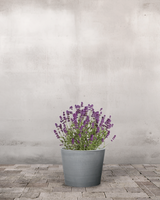 type=Greenify Udendørskrukke/color=Grå