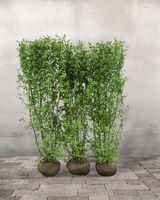 Liguster 'Liga', Topkvalitet Færdighæk