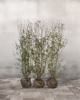 Liguster 'Liga', Topkvalitet Færdighæk