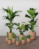 Lille Plantepakke