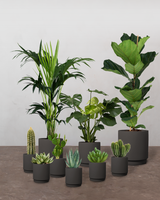 Lille Plantepakke