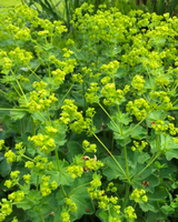 Løvefod, Alchemilla mollis - 12 cm potte