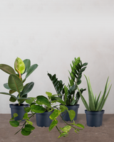 Lille Luftrensende Plantepakke