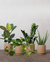 Lille Luftrensende Plantepakke