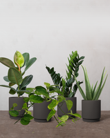 Lille Luftrensende Plantepakke