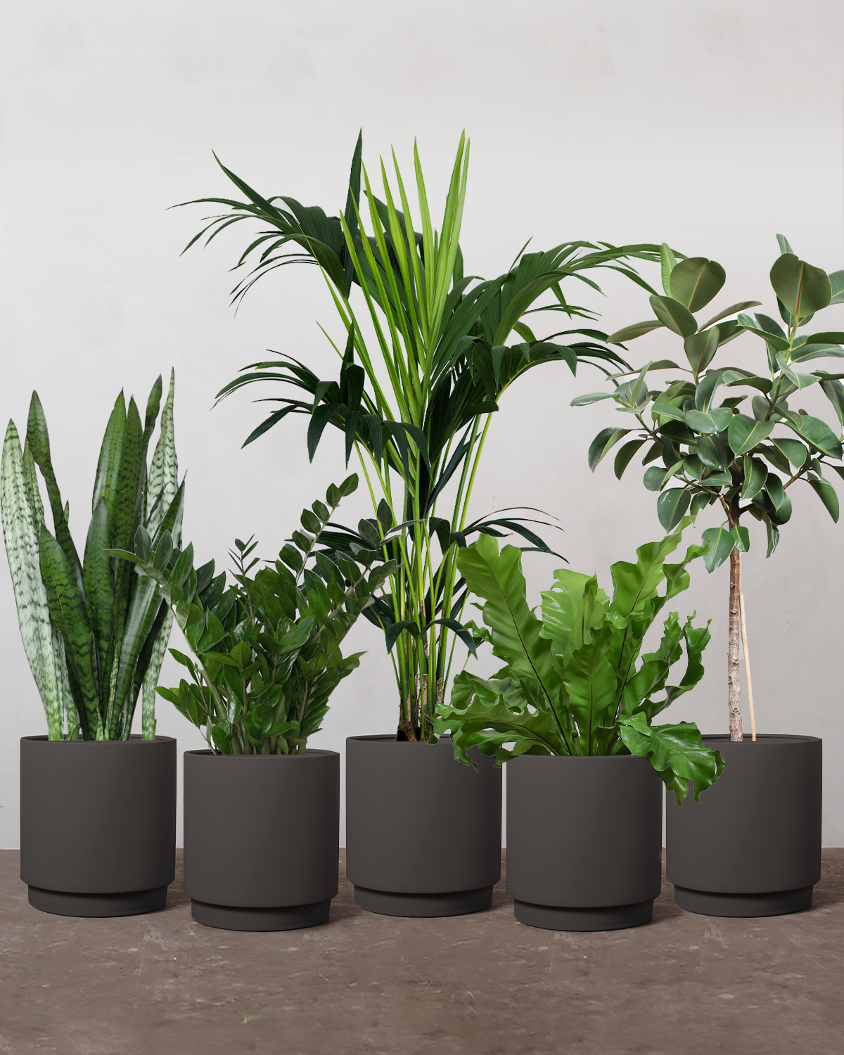 Stor Luftrensende Plantepakke