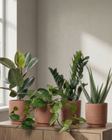 Lille Luftrensende Plantepakke