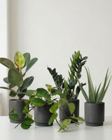 Lille Luftrensende Plantepakke