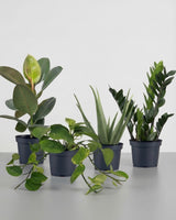 Lille Luftrensende Plantepakke