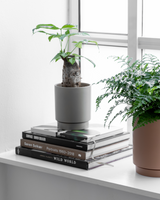 Lykkekastanje, Pachira aquatica - 40-60 cm