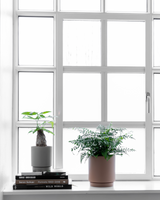 Lykkekastanje, Pachira aquatica - 40-60 cm