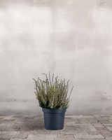 type=Ingen krukke/color=Ingen farve