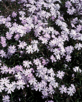 Lyngfloks, Phlox subulata 'Emerald Cushion Blue' - 13 cm potte