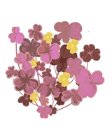 Skovsyre Lyserød, Oxalis 'Crazy Plum' - 15-25 cm