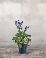 type=Ingen krukke/color=Ingen farve