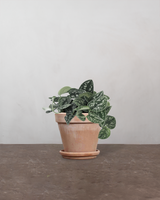 type=Terracotta krukke/color=Terracotta