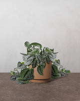 type=Simple krukke/color=Pale Terracotta