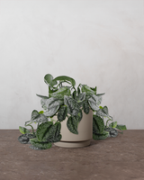 type=Simple krukke/color=Light Sand