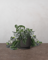 type=Simple krukke/color=Warm Black