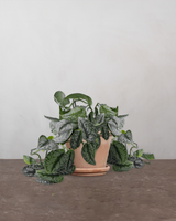 type=Terracotta krukke/color=Terracotta