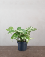 type=Ingen krukke/color=Ingen farve