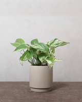 type=Simple krukke/color=Light Sand