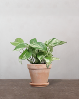 type=Terracotta krukke/color=Terracotta