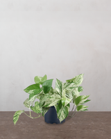 type=Ingen krukke/color=Ingen farve