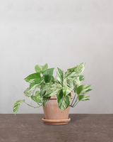 type=Terracotta krukke/color=Terracotta