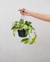 Marble Queen, Epipremnum aureum 'Marble Queen' - 25-35 cm