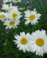 Marguerit, Leucanthemum superbum 'Bröllopsgávan' – 12 cm potte