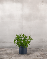 type=Ingen krukke/color=Ingen farve