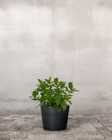 type=Greenify Udendørskrukke/color=Sort