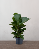 type=Ingen krukke/color=Ingen farve