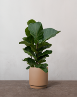 type=Simple krukke/color=Pale Terracotta