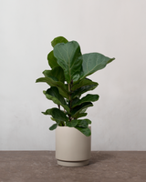 type=Simple Pot Clay/color=Light Sand