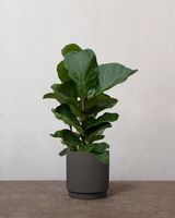 type=Simple Pot Clay/color=Warm Black