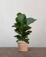 type=Terracotta krukke/color=Terracotta