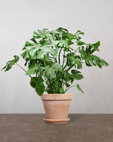 type=Terracotta krukke/color=Terracotta