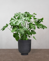 type=Vig krukke/color=Sort